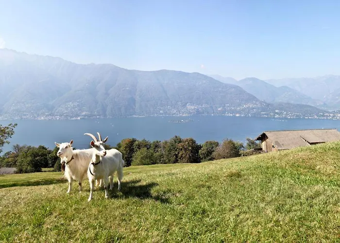 Siesta By Fewotessin Apartamento Gambarogno